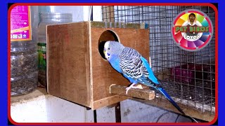 How to make Budgies breedingbox [upl. by Sherye]