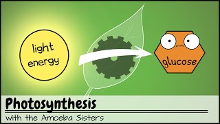 Photosynthesis UPDATED [upl. by Munn]