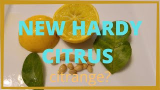 New Hardy Citrus discovery in Virginia [upl. by Yrellih]