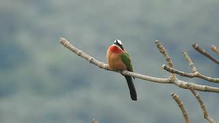 Merops bullockoides  abejaruco frentiblanco  Whitefronted bee eater [upl. by Lraep]