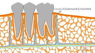 Alveolar Bone Structure [upl. by Airehc]