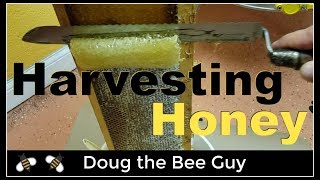 Harvesting Honey  How to harvest honey from a beehive [upl. by Gerge913]