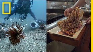 How Eating Venomous Lionfish Helps the Environment  National Geographic [upl. by Hsemin]