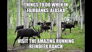 Things to do in Fairbanks Alaska – The Running Reindeer Ranch a “Must See” Learning about Reindeer [upl. by Ayekehs]