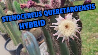 Stenocereus queretaroensis hybrid [upl. by Wood210]