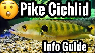 Pike Cichlid Care Guide [upl. by Harv]