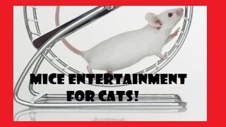 Mice Running Around Your Cat Will Love This [upl. by Lock853]