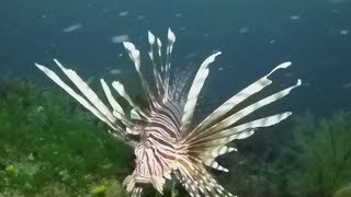 How Florida is handling invasive lionfish [upl. by Sethi]