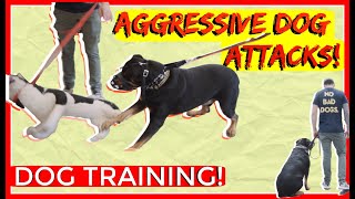 Dominant Aggressive Rottweiler Attacks other dogs  Dog Rehabilitation with Americas Canine Educator [upl. by Rika53]