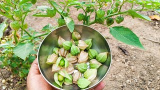 CANAPÚ O FRUTO SILVESTRE MILAGROSO MAIS CARO DO MUNDO  VOCÊ CONHECE fisális é bom para quê [upl. by Cindy]