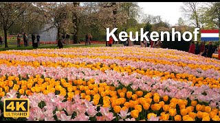 Keukenhof Garden Netherlands  4K Drone footage and walking tour keukenhof tulips holland [upl. by Aniuqahs]