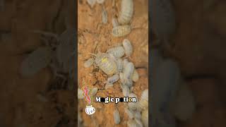 Armadillidium granulatum quotMagic Potionquot [upl. by Rimas]