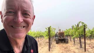 Harvest 2024 Cabernet September 19 2024 [upl. by Hanser]