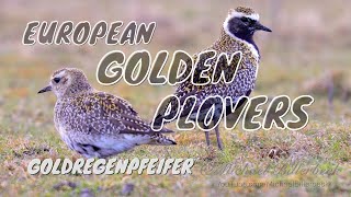 European Golden Plovers Pluvialis apricaria  Goldregenpfeifer [upl. by Ynohtnacram313]