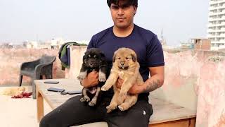 Bhotiya Gaddi dog puppies for sale from Delhi to Punjab Most selling breed in India DogoKennel [upl. by Althea627]