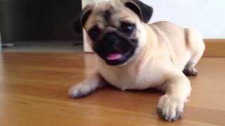 Cute and Crazy Pug barking and playing with a bottle [upl. by Uile]