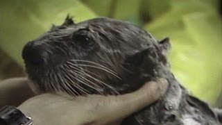 Exxon Valdez oil spill harmed wildlife [upl. by Anihs]