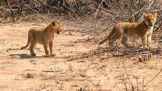 Cute baby lions with their bloodstained mother [upl. by Bruner959]