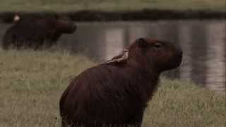 Capivara Atleta  A corrida mais divertida da cidade [upl. by Allebasi]