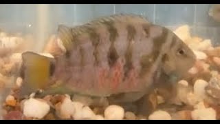 Convict Cichlid Breeding [upl. by Pals]