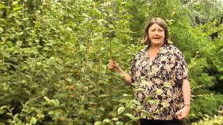 How to Prune Cotoneaster Winter Sprouts  Instructional Video w Plant Amnesty [upl. by Cyma763]