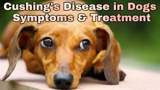 Cushings Disease in Dogs  Symptoms amp Treatment  Happypet [upl. by Adnal]