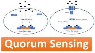 Quorum Sensing The Cell Signaling Pathway in Bacteria controlling various physiological activities [upl. by Asirram745]