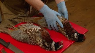 How to pluck a pheasant [upl. by Rats]