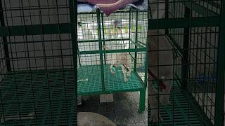 Dog cage under drainage system trending lifeofmallusviralvideos [upl. by Ynamreg]