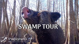 Swamp Tour Louisiana  Down on the Bayou  The Planet D  Vlog [upl. by Puri49]