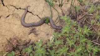 Vipera anatolica senliki discovered second pop of the CR species 1 [upl. by Nytsirhc367]