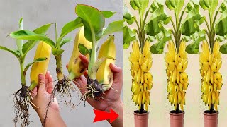 SUPER SPECIAL IDEAS to propagate bananas with aloe vera grow super fast [upl. by Dublin148]