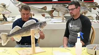 Learn Taxidermy Part 5 Mounting a Walleye from AZ [upl. by Nylyoj186]