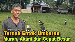 Ternak Entok Sistem Umbaran  Murah Alami amp Cepat Besar [upl. by Laleb214]