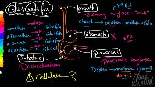 08 Carbohydrates Digestion Absorption Moaz Wahdan [upl. by Betteanne]