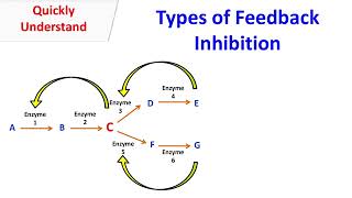 Types of feedback inhibition [upl. by Claudio]