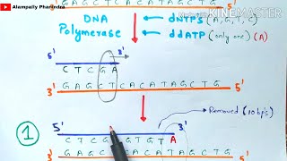 Sanger DNA sequencing  Made easy to understand  Bio science [upl. by Kumar]