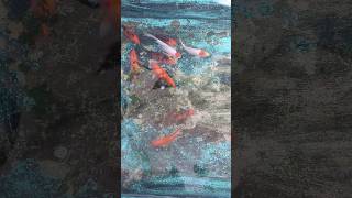 KOI FISH TANK CLEANING ‼️SafiQs Thought trending tamil fish madurai koifish japanesekoi [upl. by Mano559]