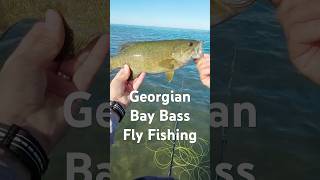 Bass on the Fly Fishing flyfishing flyfishinglife bassfishinglife bassfishing redington [upl. by Silbahc]