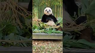 에버랜드 판다❤대나무 먹다 얼음땡 놀이하는 러바오 💕 너 사람🙆이지 LeBao stops eating bamboo❤ 러바오 [upl. by Aicilf387]