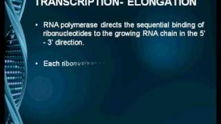 Transcription in Eukaryotes [upl. by Arised126]