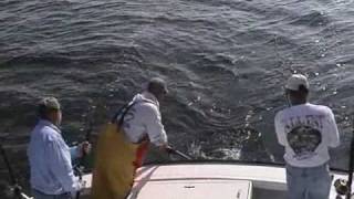 VideoStriped Bass Fishing Out Of Reedville VA [upl. by Karol848]