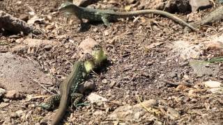 Aruban Whiptail and Cope´s Ameiva Lizards [upl. by Drexler700]