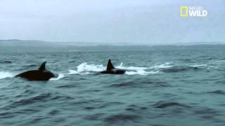 Une baleine prise en chasse par des orques [upl. by Hamer]