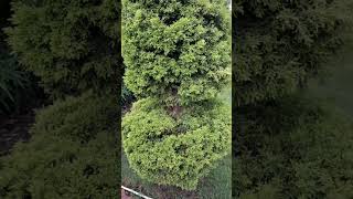 Cryptomeria japonica plant plants garden nature peace relaxing [upl. by Evoy]