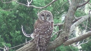 Owl turns head 180 degrees [upl. by Eahsal363]