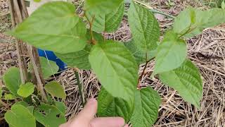 Kiwi  Actinidia deliciosa Jenny si Actinidia Arguta Mini kiwiRezistente la inghet  25 de grade [upl. by Bobbee]