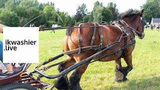 Belgisch trekpaard Ben rijdt behendigheid op initiatie Den Brabander ikwashierlive Nederokkerzeel [upl. by Adnema129]