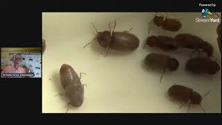 Що за Комахи Шкідники Живуть на кухні та в оселі Ентомологія Insects At Home Beetles Moths [upl. by Anauqahc]