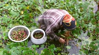 Water Chestnut Farming Project  Water Caltrop Cultivation in Bangladesh [upl. by Yedarb807]